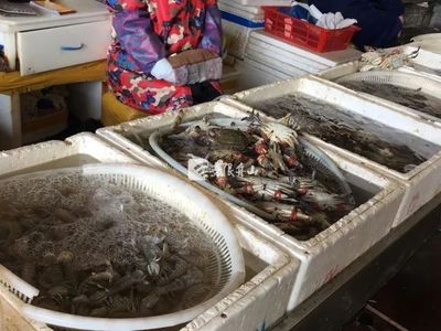 節后市場觀察 菜價回落水產品降價，農產品供需趨穩